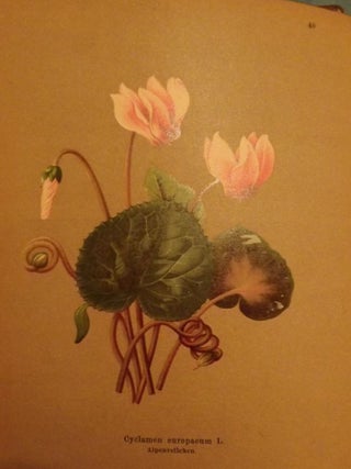 Item #52849 HERBST UND WINTERBLUMEN: EINE SCHILDERUNG DER HEIMILCHEN BLUMENWELT. Carus STERNE