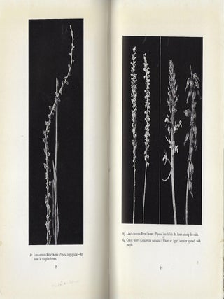 LILY, IRIS, AND ORCHID OF SOUTHERN CALIFORNIA.