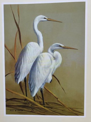 BIRDS OF THE CHESAPEAKE BAY